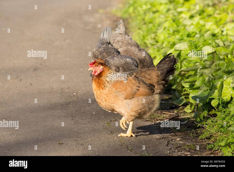 Chicken road casino, chicken road slot